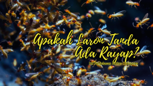 Laron tanda sarang rayap