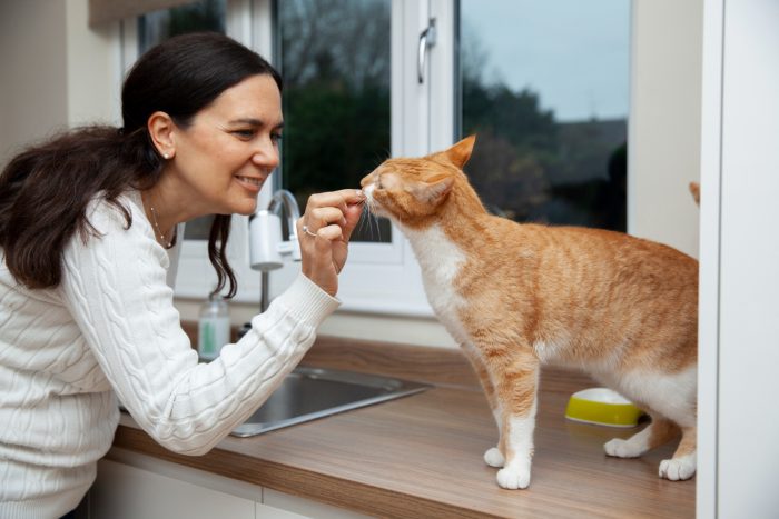 Kucing oren lahap menyantap makanan kucing yang bagus