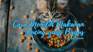 Dry food kucing bernutrisi untuk kucing dewasa dan kitten